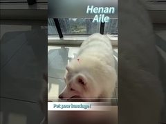 अपने पालतू जानवर के पंजे को कैसे बांधें?